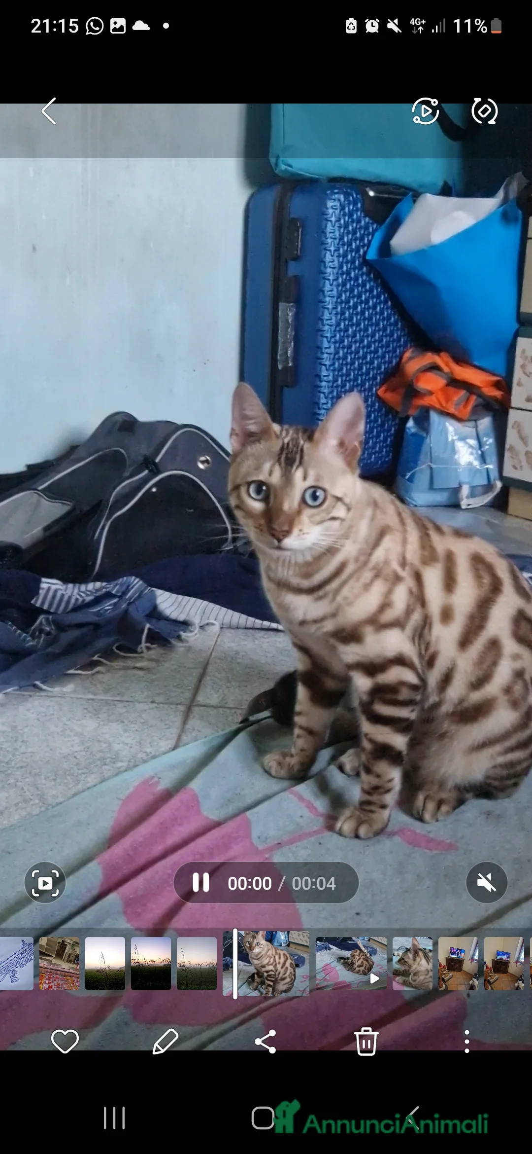 Bengala gatti per accoppiamento: Bengala maschio cerca gatta a Provincia di Lodi - Annuncio 1