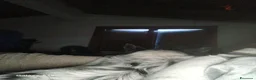 Meticcio cani in vendita: cuccioli pastore della lessinia - Annuncio 4