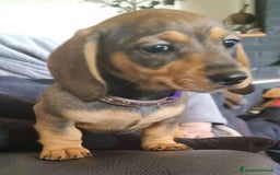 Bassotto cani in vendita: Cuccioli di Bassotto Nano a Città metropolitana di Roma Capitale - Immagine 9