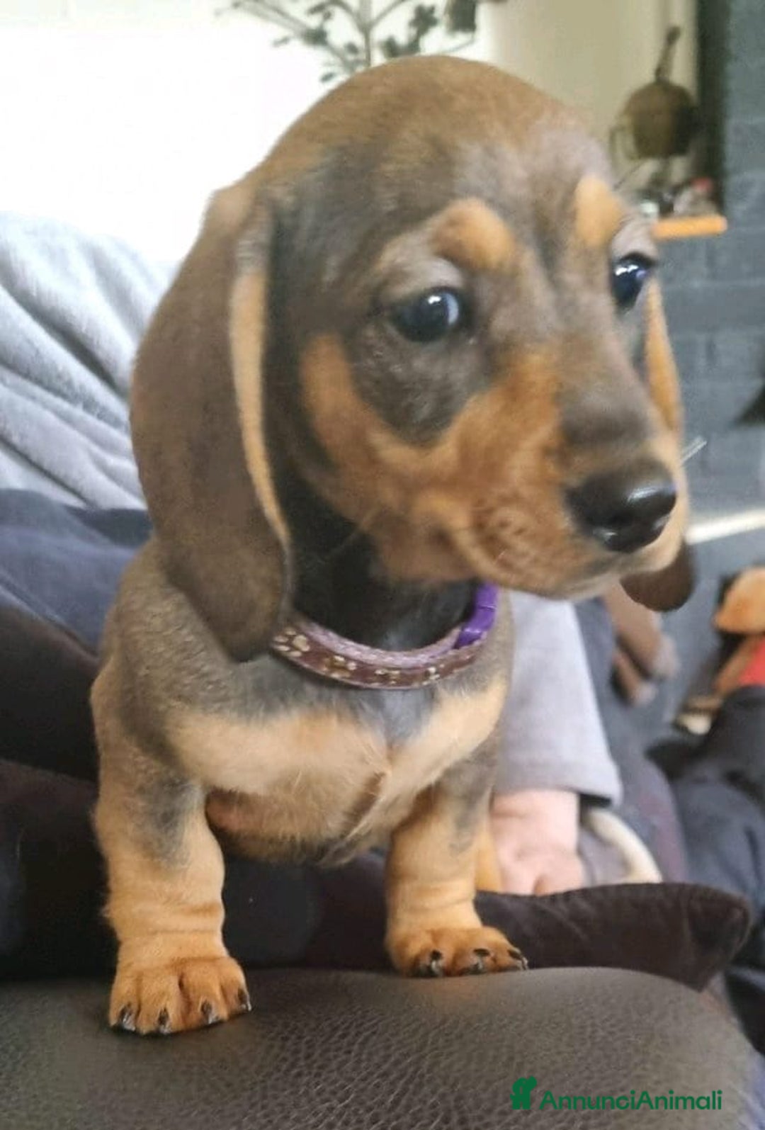 Bassotto cani in vendita: Cuccioli di Bassotto Nano a Città metropolitana di Roma Capitale - Immagine 9