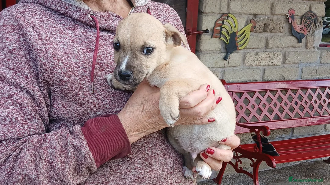 Meticcio cani in regalo: IL DOLCE RIO STA CERCANDO UNA CASA E TANTO AMORE - Annuncio 3