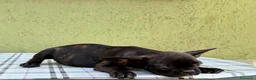 Bulldog Francese cani in vendita: Bulldog francese con Pedigree Enci  - Annuncio 15