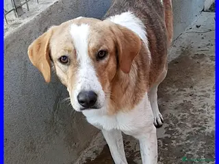 Meticcio cani ROSE dolce patatina - Annuncio 7