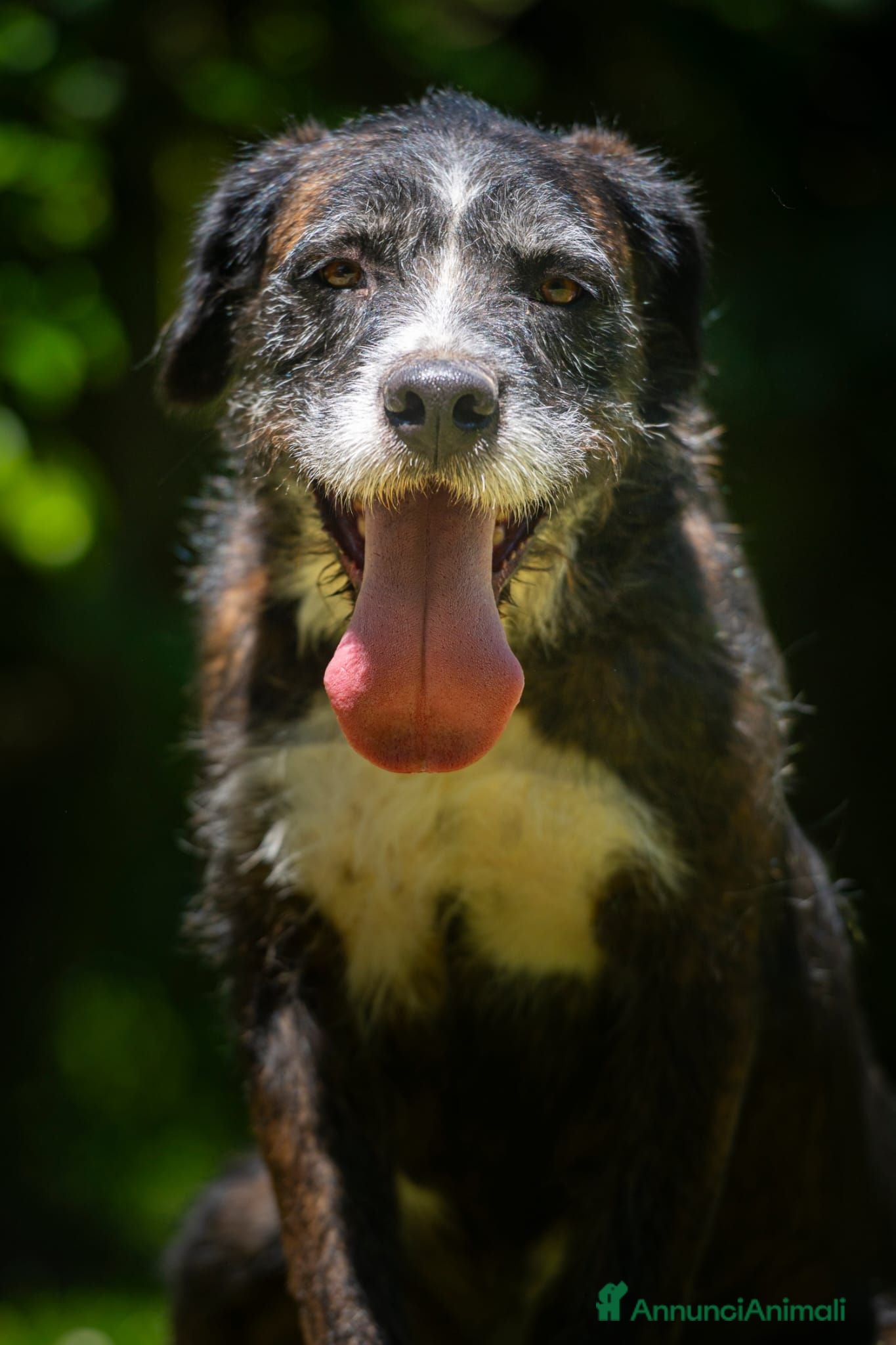 Meticcio cani SASHA ENNESIMA RINUNCIA DI PROPRIETA', IN ADOZIONE - Annuncio 27
