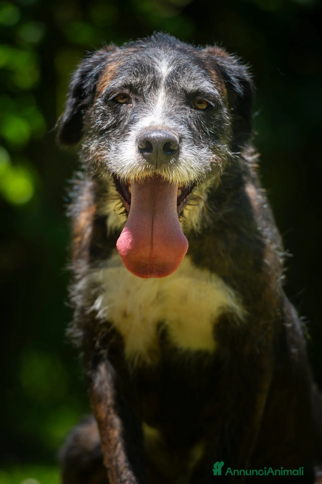 Meticcio cani in regalo: SASHA ENNESIMA RINUNCIA DI PROPRIETA', IN ADOZIONE - Annuncio 1