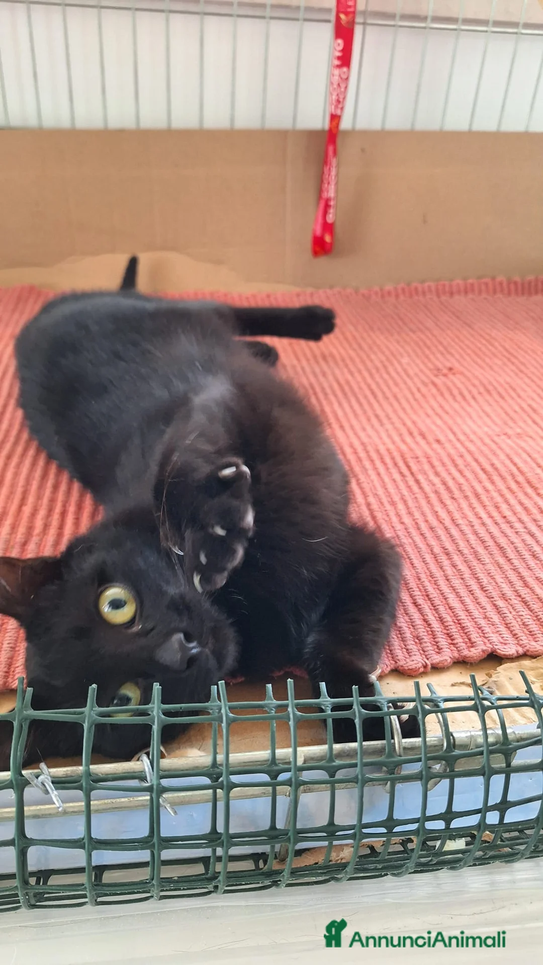 Europeo gatti in regalo: Sofia 6 mesi di dolcezza tutta da conquistare  - Annuncio 9