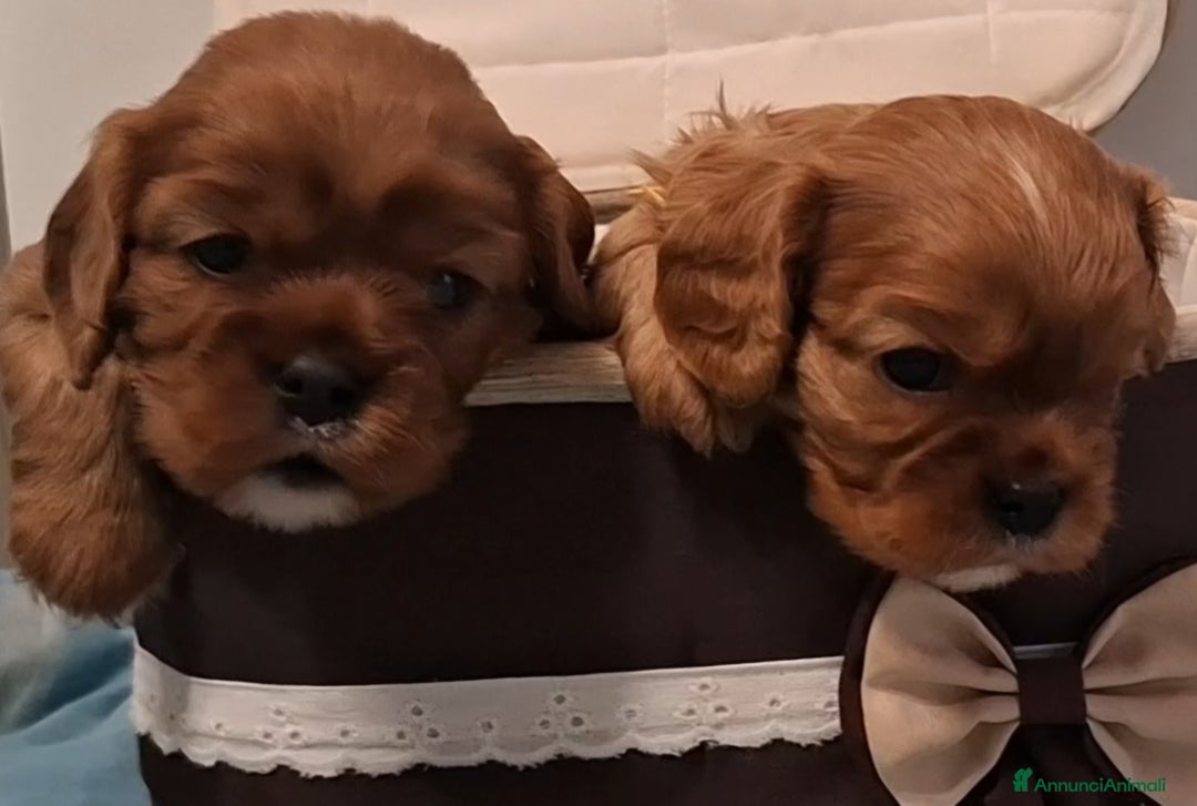 Cavalier King cani in vendita: Cucciole di Cavalier King ruby pedigree e affisso - Annuncio 4