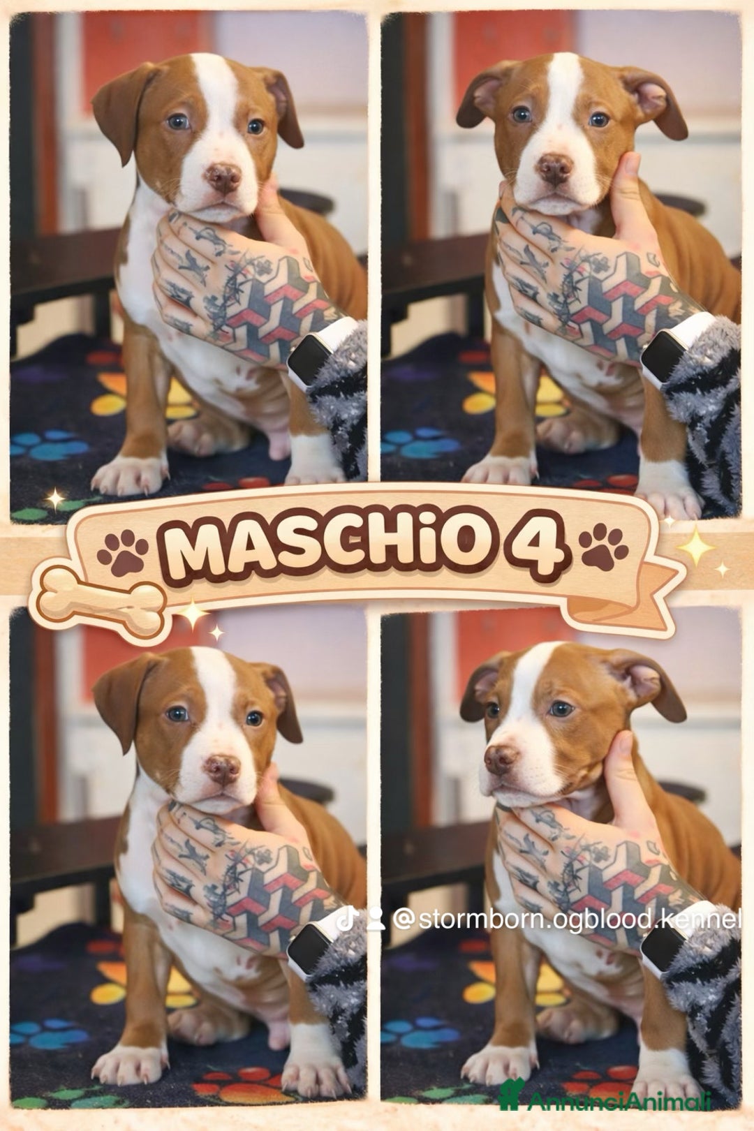 Pitbull cani in vendita: Cuccioli di Pit Bull con pedigree anche a rate - Annuncio 12