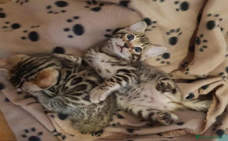 Bengala gatti dolcissimi cuccioli di Bengala con pedigree  - Annuncio 7