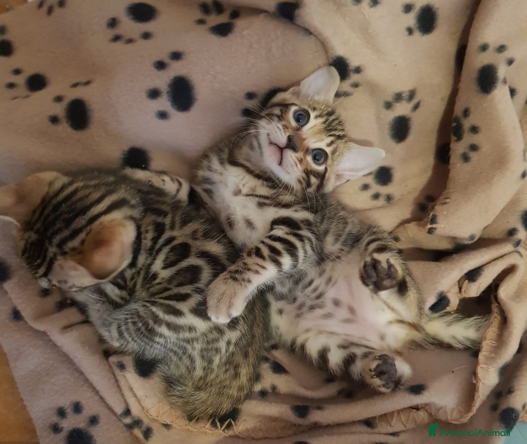 Bengala gatti in vendita: dolcissimi cuccioli di Bengala con pedigree  - Annuncio 1