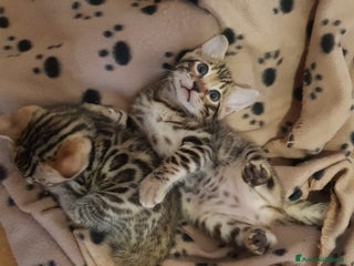 Bengala gatti dolcissimi cuccioli di Bengala con pedigree - Annuncio 23