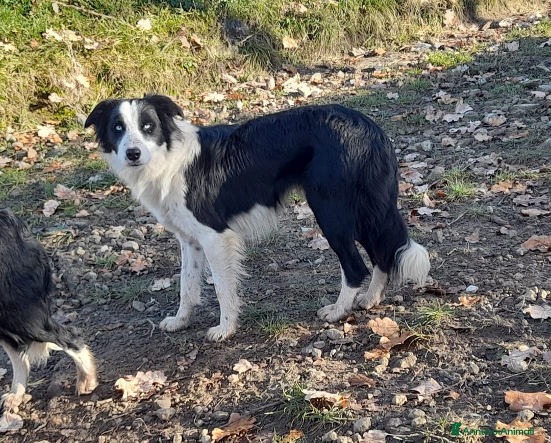 Border Collie cani in vendita: Cucciolone Border Collie linea da lavoro  - Annuncio 4