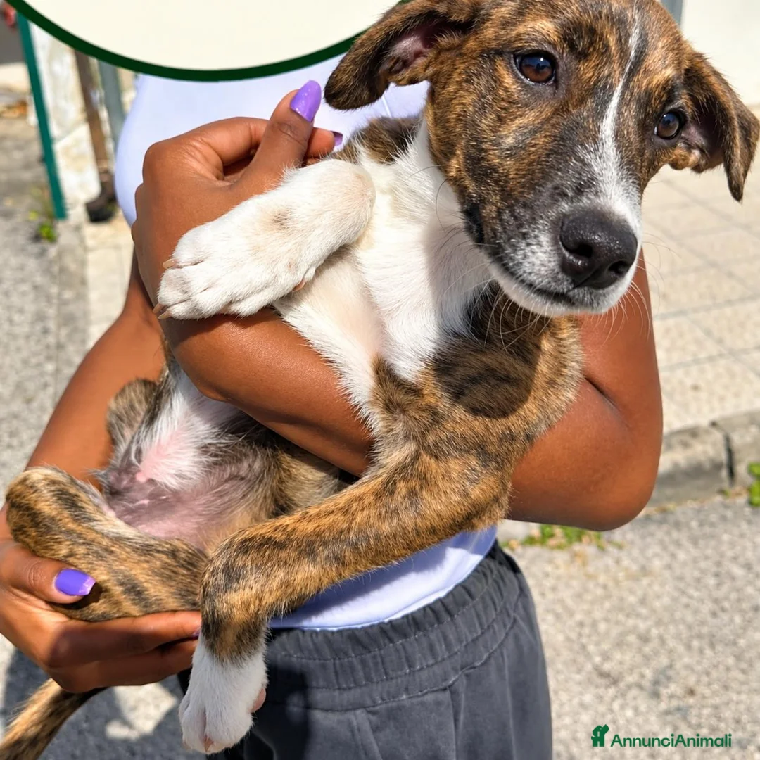 Meticcio cani in regalo: Frank, taglia media! (4 mesi-25kg) - Annuncio 2