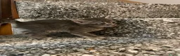 Meticcio gatti in vendita: Gattino simpatico  - Annuncio 4