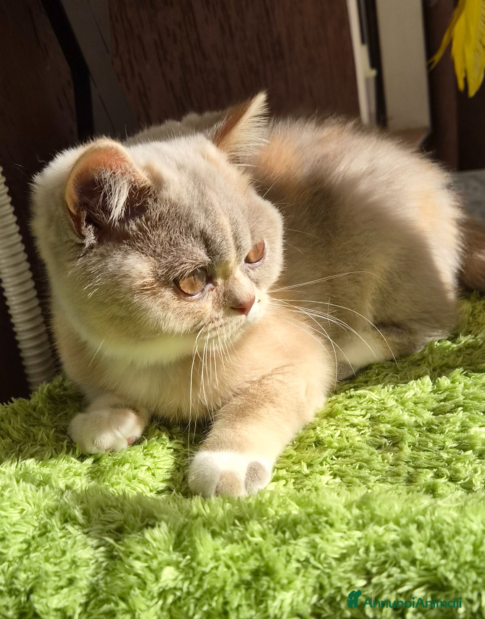 British gatti British shorthair  - Annuncio 10