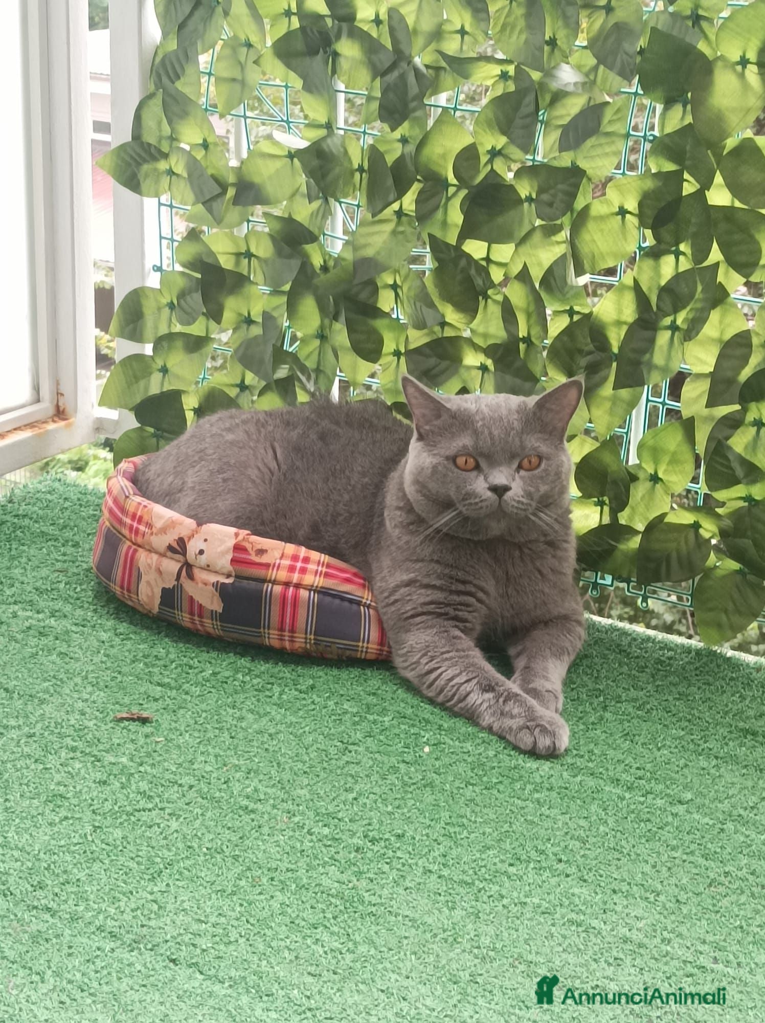 British gatti Accoppiamento British Shorthair - Annuncio 5