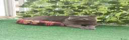 British gatti per accoppiamento: Accoppiamento British Shorthair a Città metropolitana di Milano - Annuncio 1