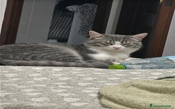 Europeo gatti in regalo: Fiocco d'argento - Immagine 6