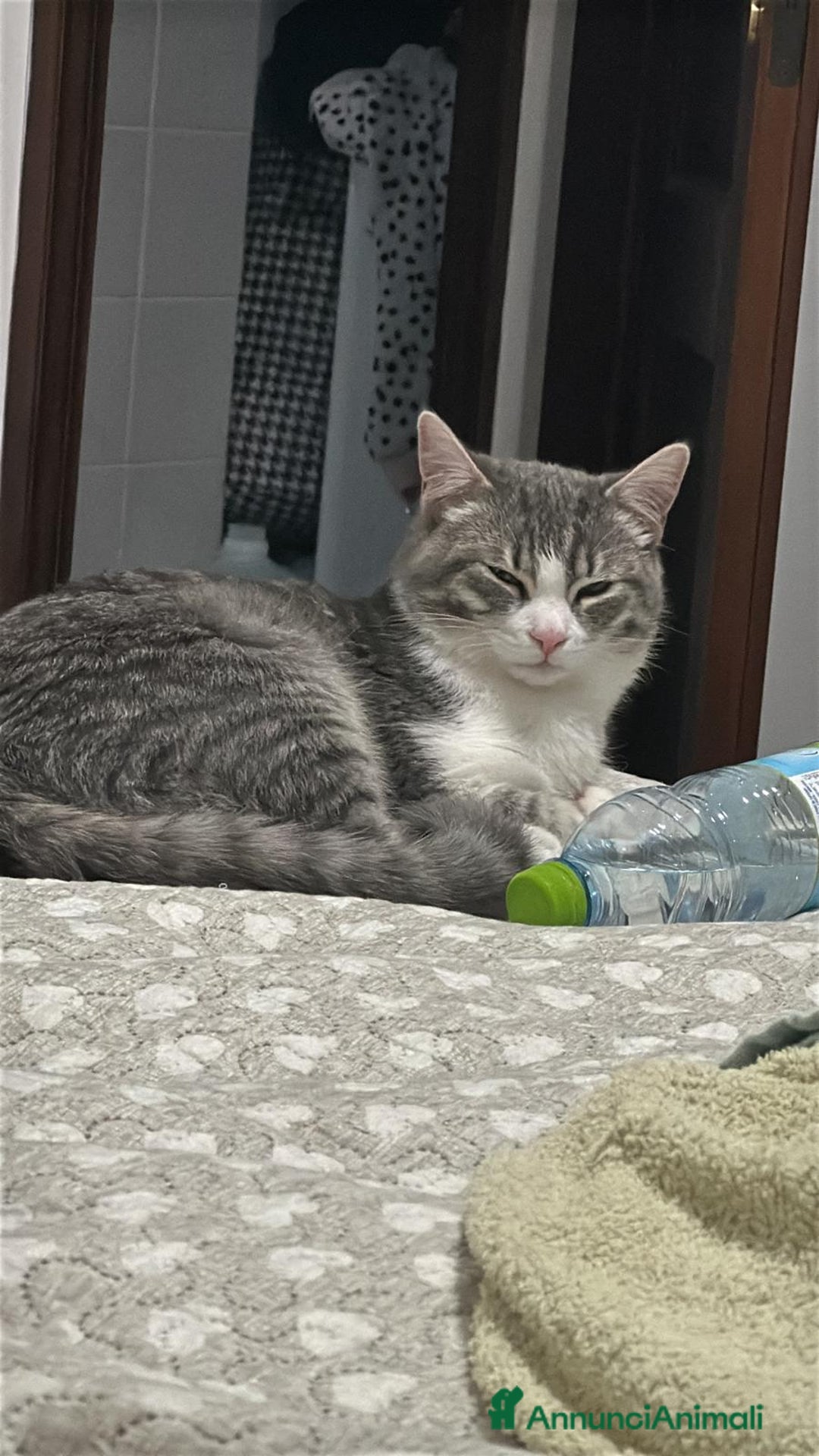 Europeo gatti in regalo: Fiocco d'argento - Annuncio 6