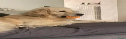 Golden Retriever cani per accoppiamento: YAGO  - Annuncio 4
