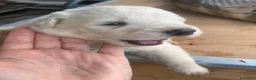 Pastore Abbruzzese Maremmano cani in vendita: Cuccioli di Pastore Maremmano Abbruzzese  a Provincia di Cuneo - Annuncio 3