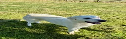 Pastore Maremmano cani in regalo: Il gigante buono: incontra Murdok - Annuncio 3