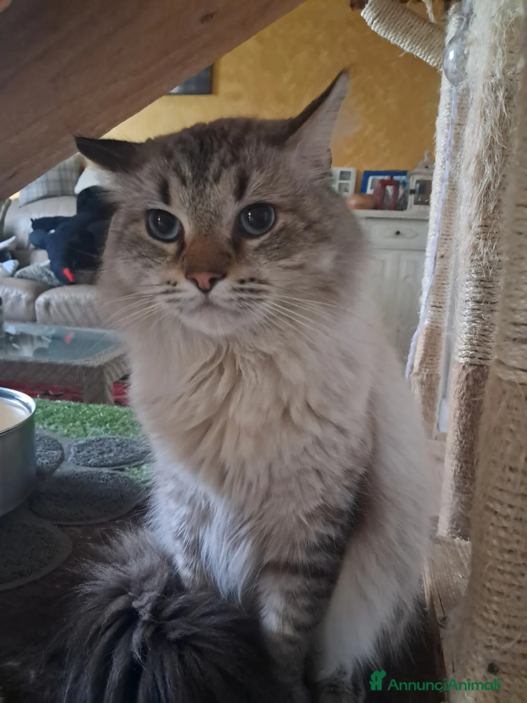 Siberiano gatti in vendita: Cuccioli simil siberiani neva - Annuncio 3