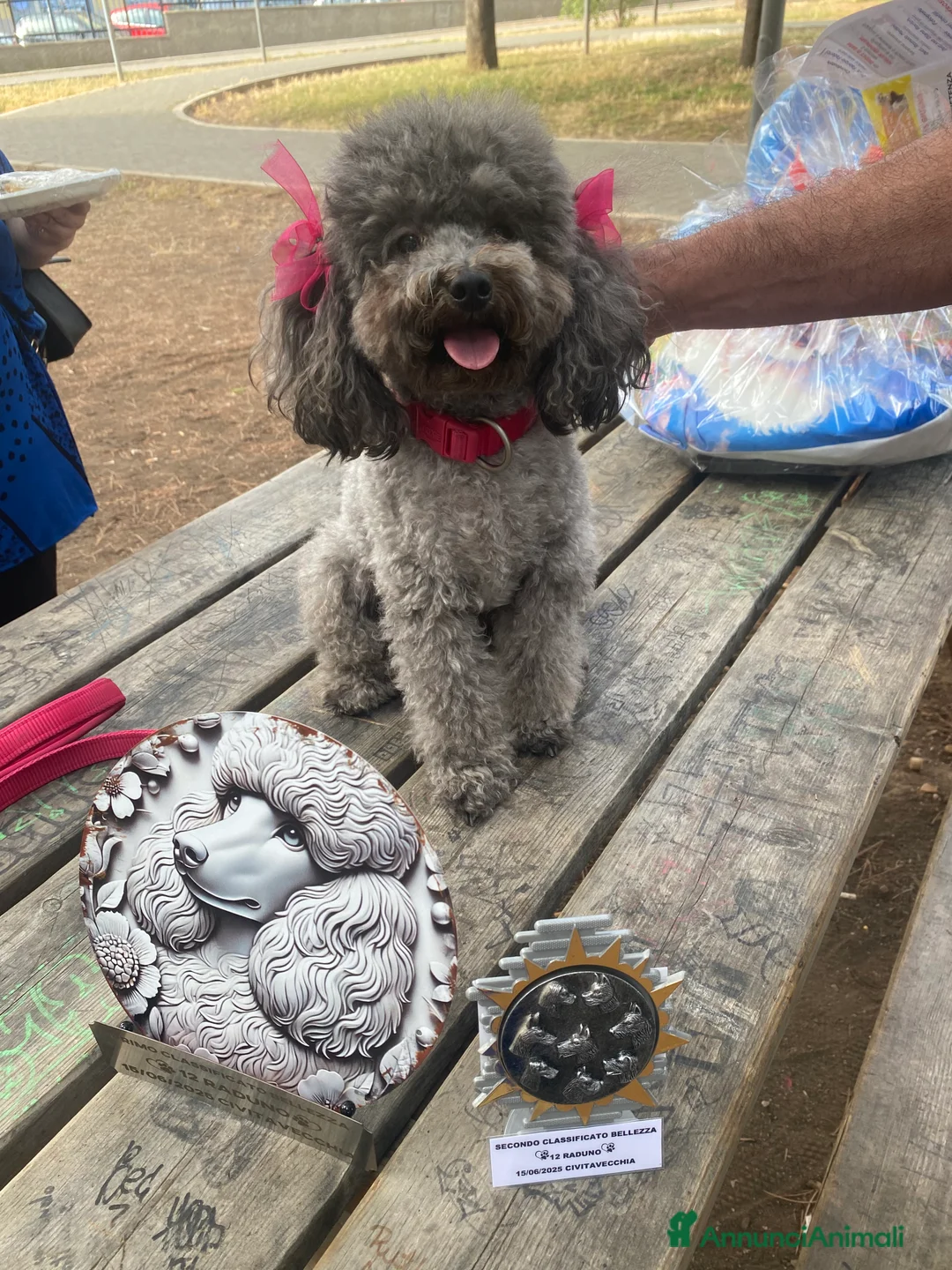 Barbone cani per accoppiamento: Cercasi maschio Toy 26 al garrese x accoppiamento a Provincia di Viterbo - Annuncio 1