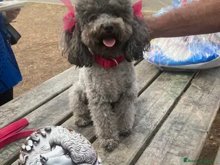 Barbone cani Cercasi maschio Toy 26 al garrese x accoppiamento a Provincia di Viterbo - Annuncio 5