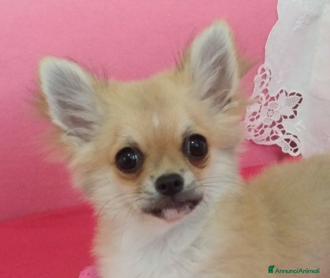 Chihuahua cani in vendita: Maschio e femmina chihuahua con Pedegree Enci  - Annuncio 9