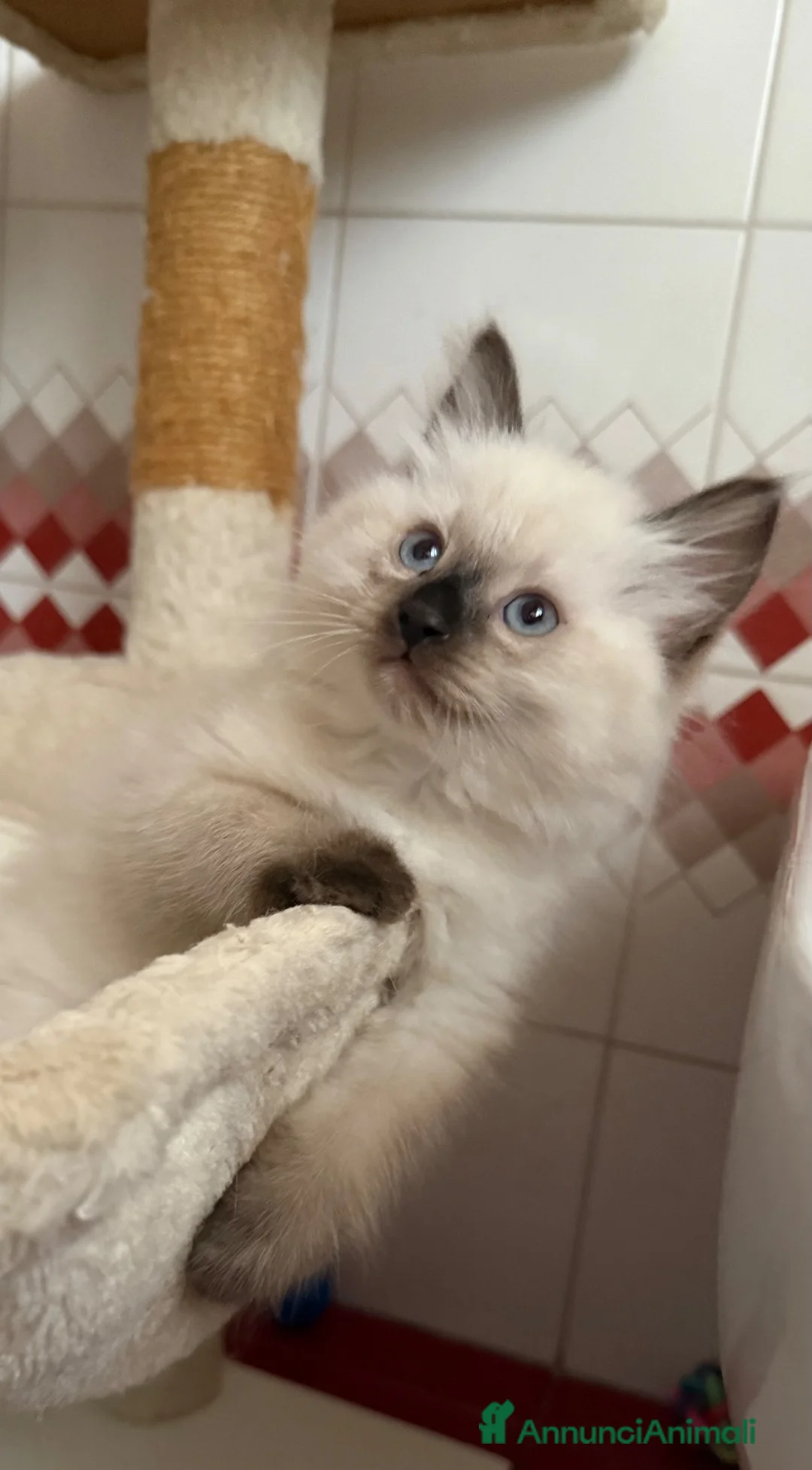 Ragdoll gatti in vendita: Ragdoll choccolate femmina  - Annuncio 2