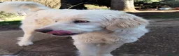 Altre razze cani in regalo: Tenerissimi cuccioli s. Maremmani - Annuncio 2