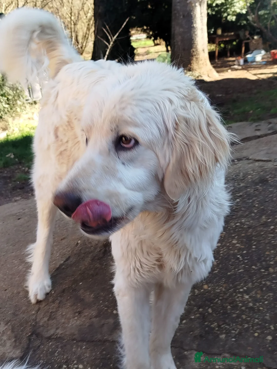 Altre razze cani in regalo: Tenerissimi cuccioli s. Maremmani - Annuncio 2