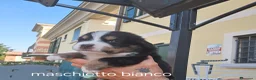 Bovaro del Bernese cani in vendita: Cuccioli bovari del bernese  - Annuncio 19