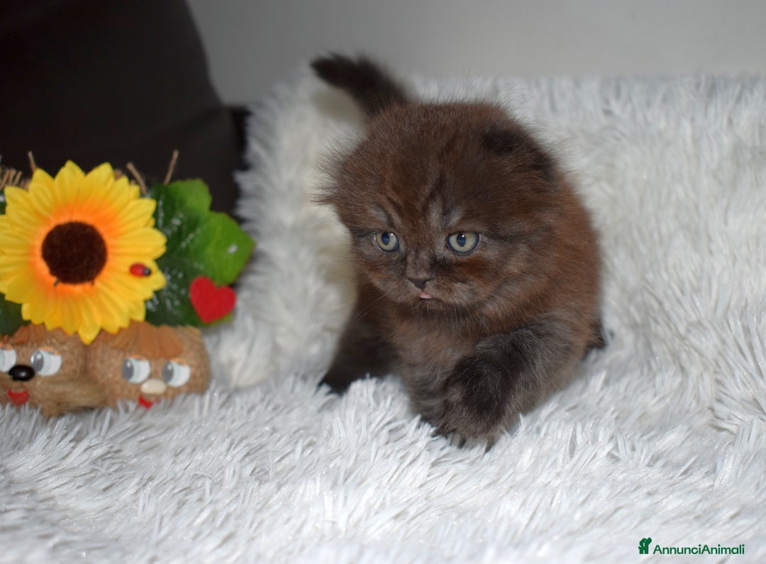 Scottish gatti in vendita: Scottish fold  a Provincia di Reggio Emilia - Annuncio 9