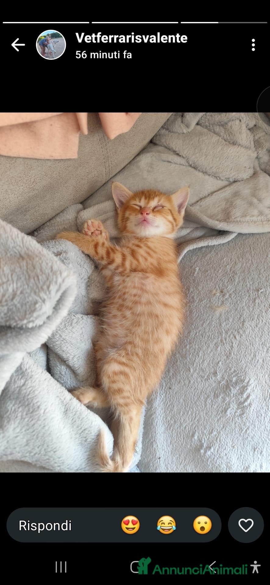 Europeo gatti ULTIMO GATTINO ARANCIONE  - Annuncio 4