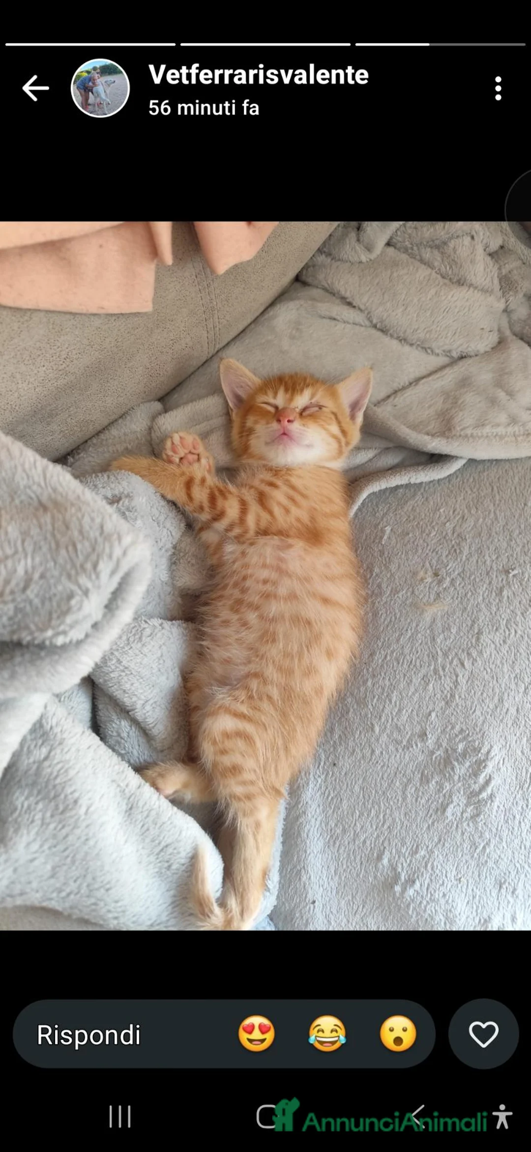 Europeo gatti in regalo: ULTIMO GATTINO ARANCIONE  - Annuncio 1