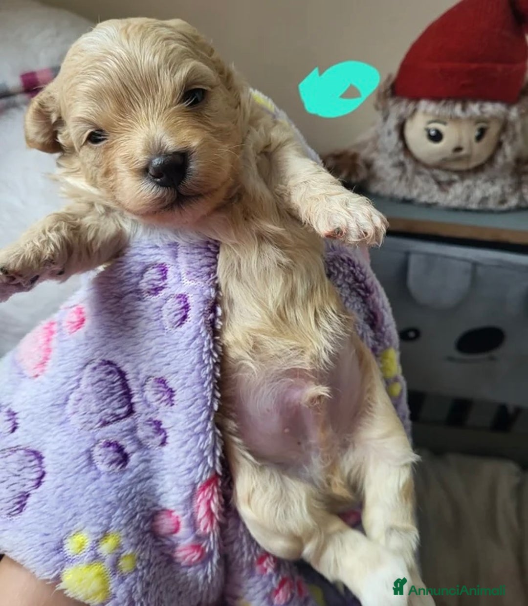 Meticcio cani in vendita: Cuccioli Toy Maltipoo - Annuncio 13