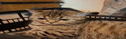 Scottish gatti in vendita: due vivaci fratellini vogliono giocare con te a Provincia di Modena - Annuncio 6