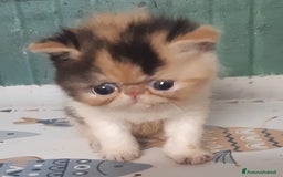 Exotic Shorthair gatti in vendita: Si accettano prenotazioni per esotica calico a Provincia di Pisa - Immagine 4
