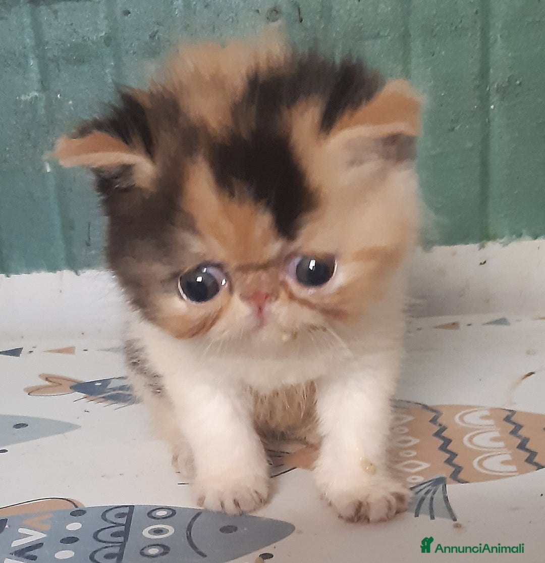 Exotic Shorthair gatti in vendita: Si accettano prenotazioni per esotica calico a Provincia di Pisa - Immagine 4