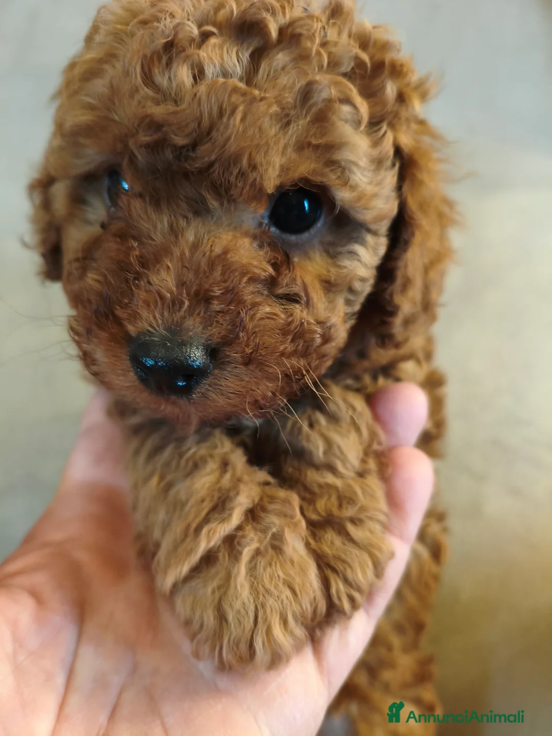 Barboncino Toy cani in vendita: Barboncino toy - Annuncio 12