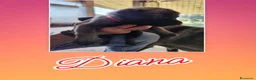 Pastore Belga cani in vendita: Cuccioli Pastore Belga Malinois disponibili a Provincia di Viterbo - Annuncio 7