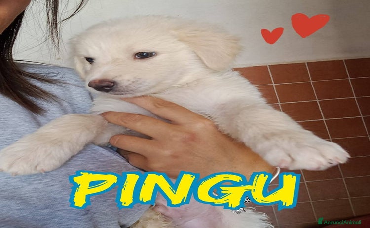 Meticcio cani a Provincia di Vicenza - Annuncio 12