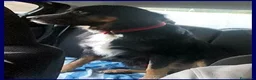 Meticcio cani in regalo: ARGO dolcissimo patatone - Annuncio 5