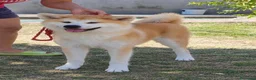 Akita Inu cani in vendita: Akita Inu femmina Rina da eccellenti linee FCI a Città metropolitana di Milano - Annuncio 4