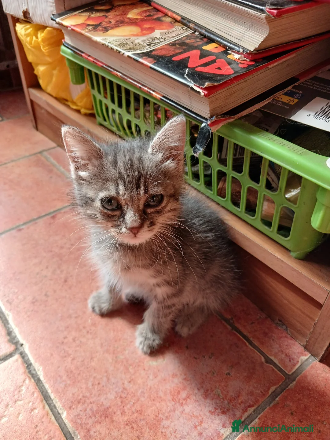 Europeo gatti in regalo: Tigratina meravigliosa  - Annuncio 1