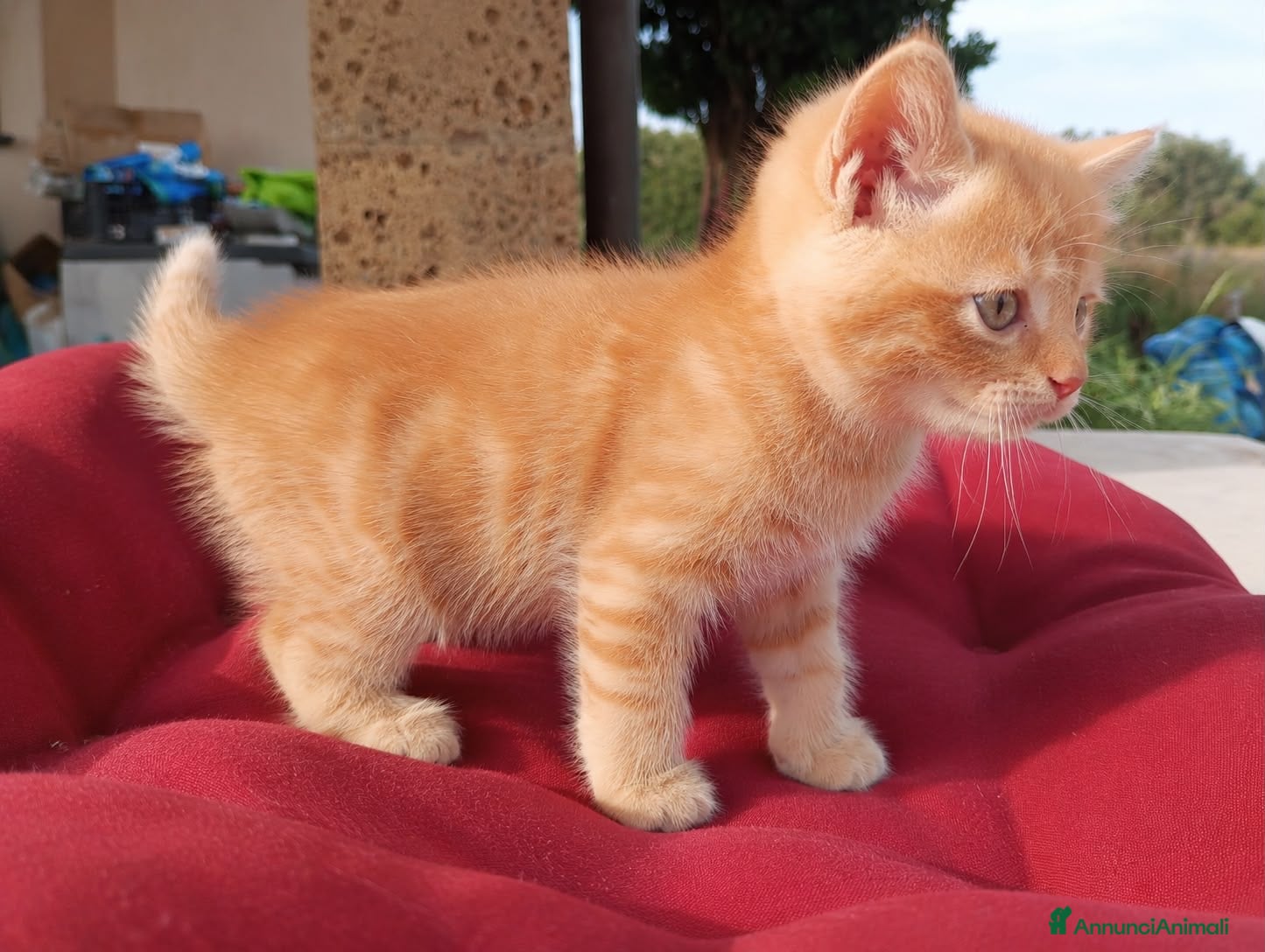 Europeo gatti Gattini maschi e femmine  - Annuncio 4