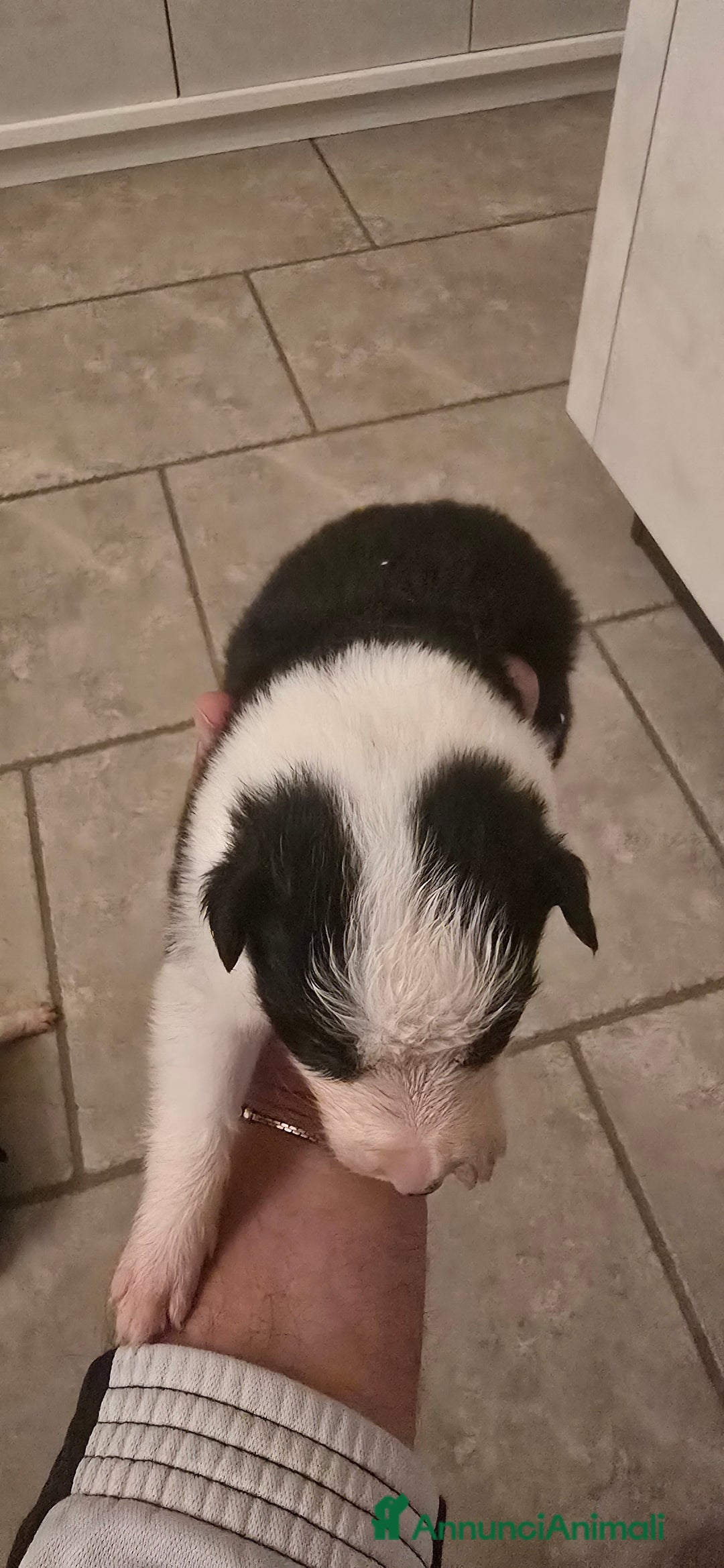 Border Collie cani in vendita: Cuccioli di border collie  - Annuncio 13