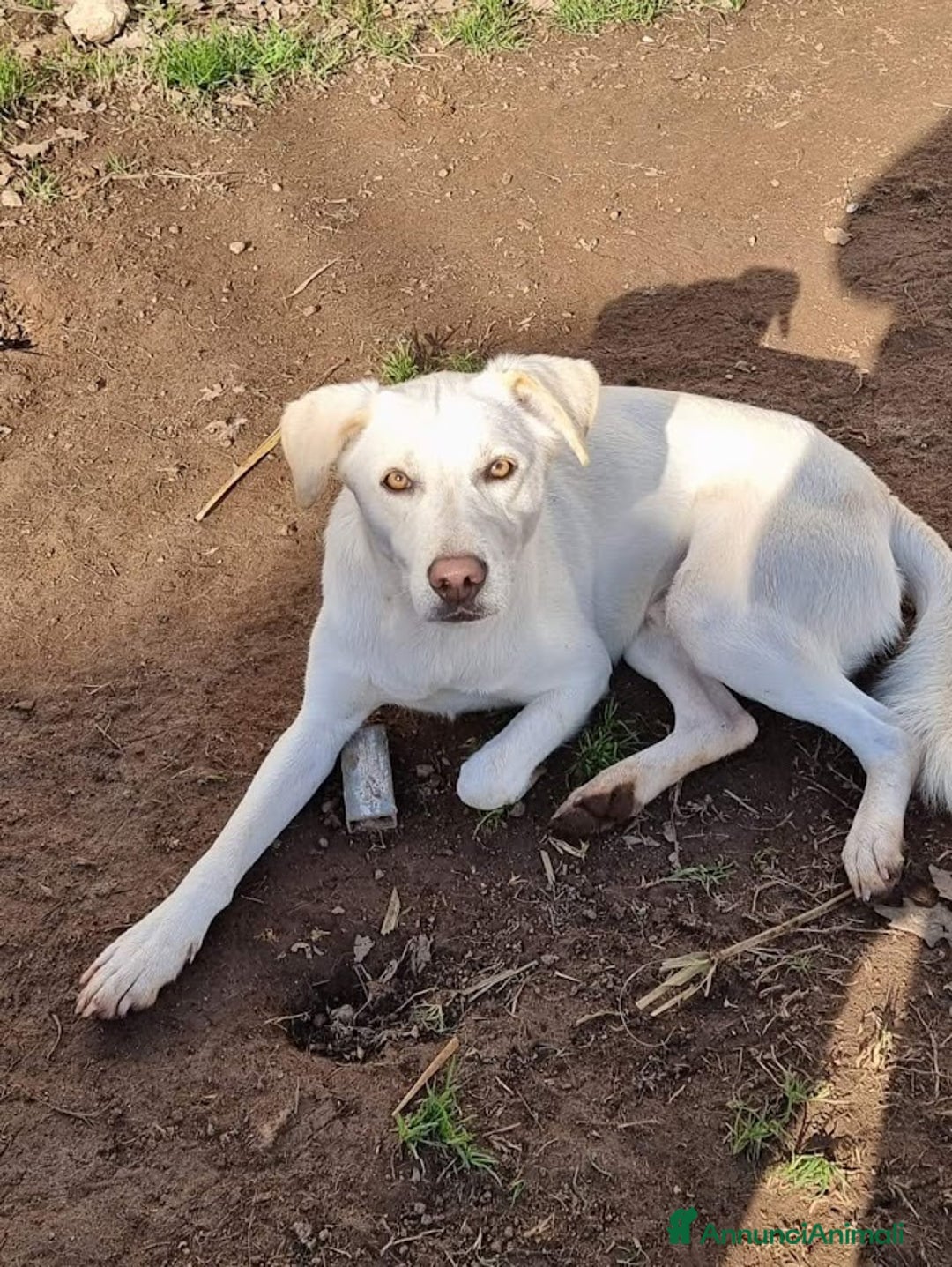 Meticcio cani in regalo: BLANCO TAGLIA MEDIA DOLCE E SIMPATICO - Annuncio 6